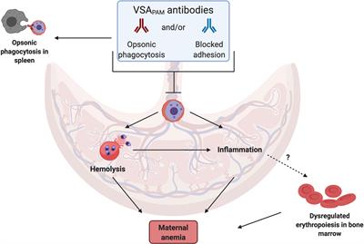 Do Antibodies to Malaria Surface Antigens Play a Role in Protecting Mothers From Maternal Anemia?